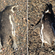 Close-up views of two penguins, showing the “heat-relief” posture in which they were found.